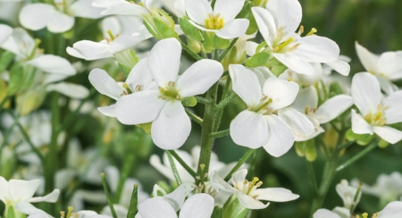 Picture for category Arabis